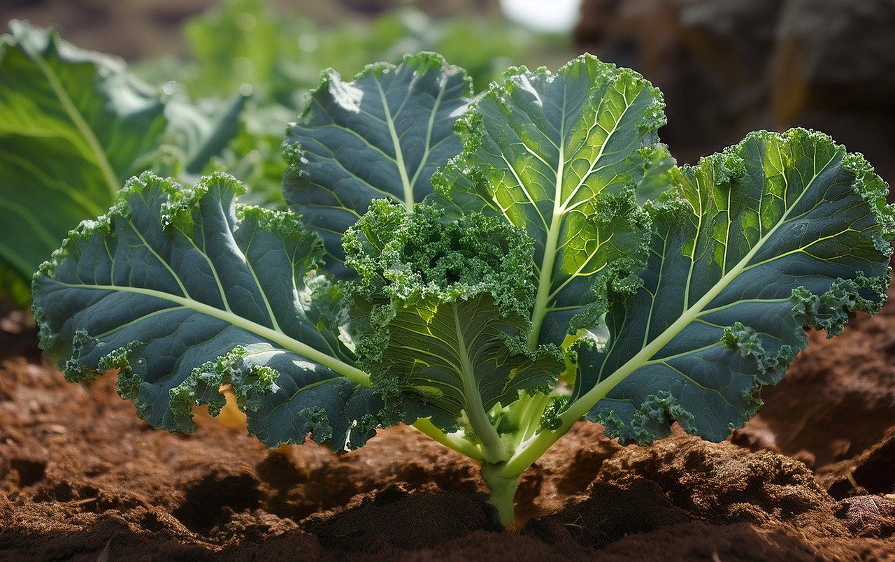 Kale, the best leafy green to eat